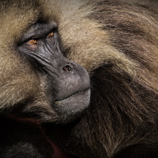 Simien Mountains - Ghenek - Gelada baboon